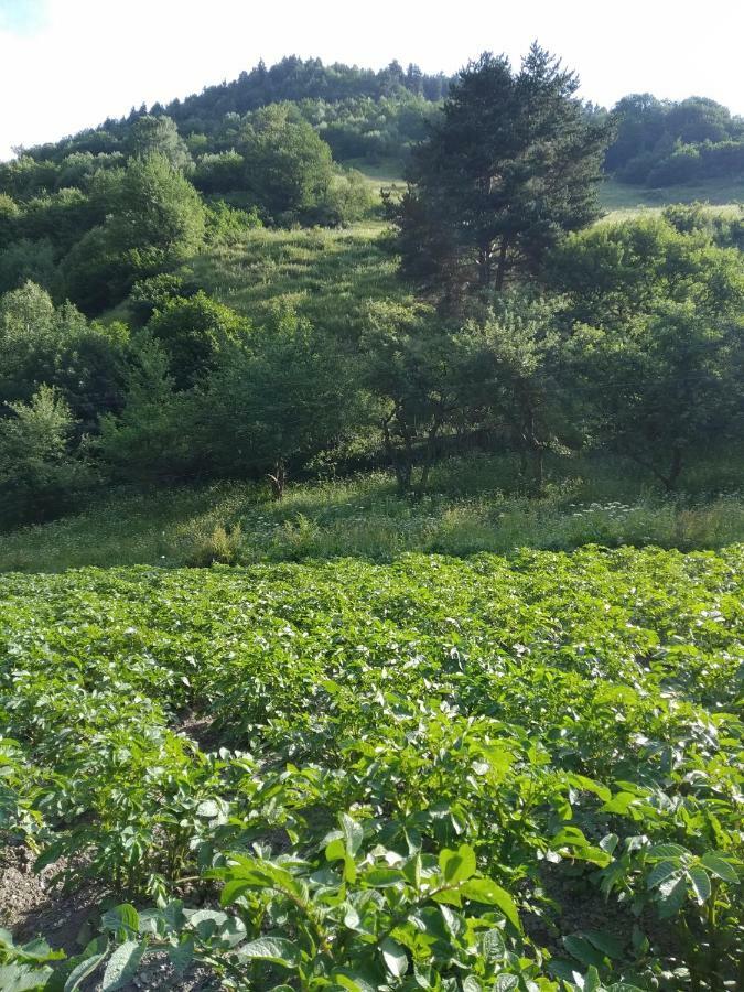Raul Lushnu Darbaz Bed & Breakfast Mestia Bagian luar foto